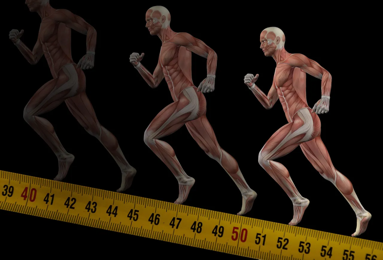 anatomia mięśni w bieganiu diagram