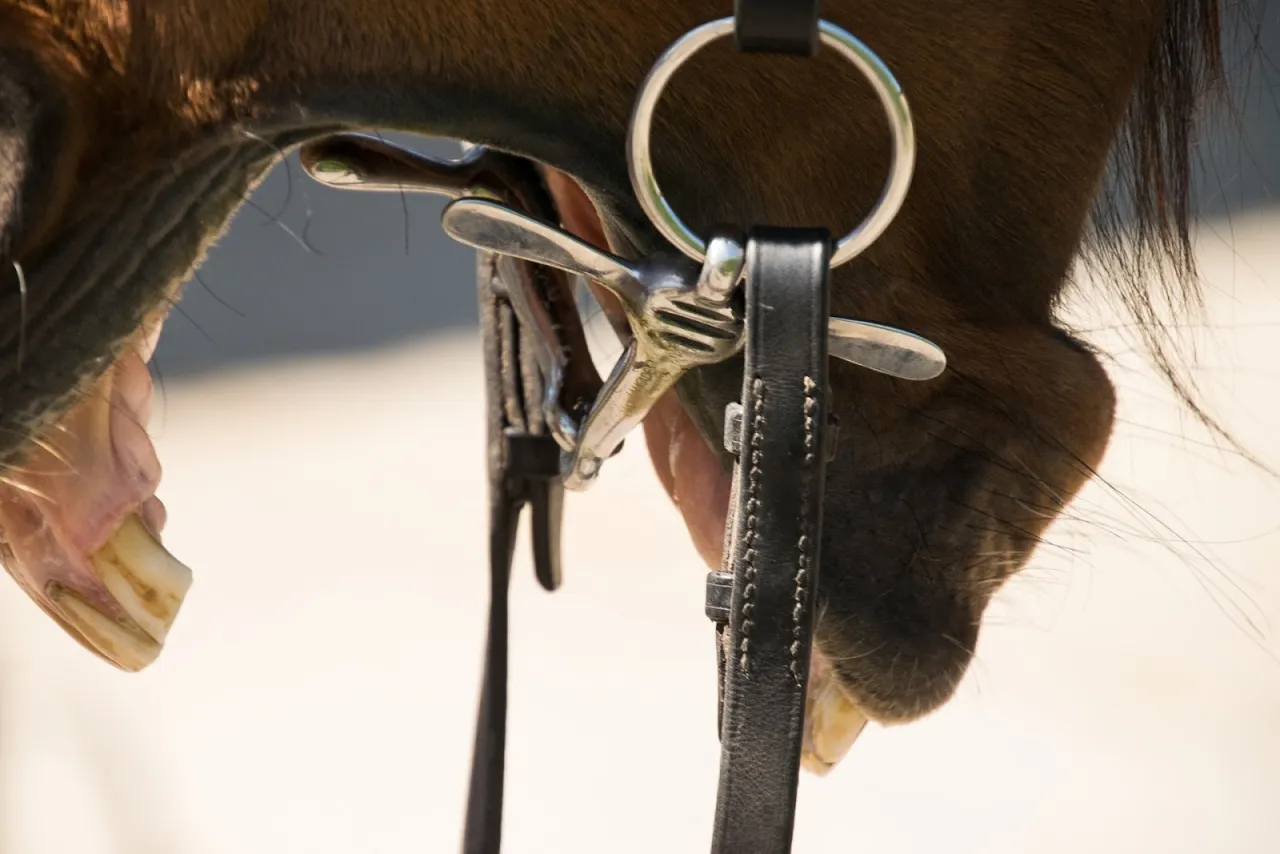 Ręka jeźdźca trzymająca wodze, zbliżenie