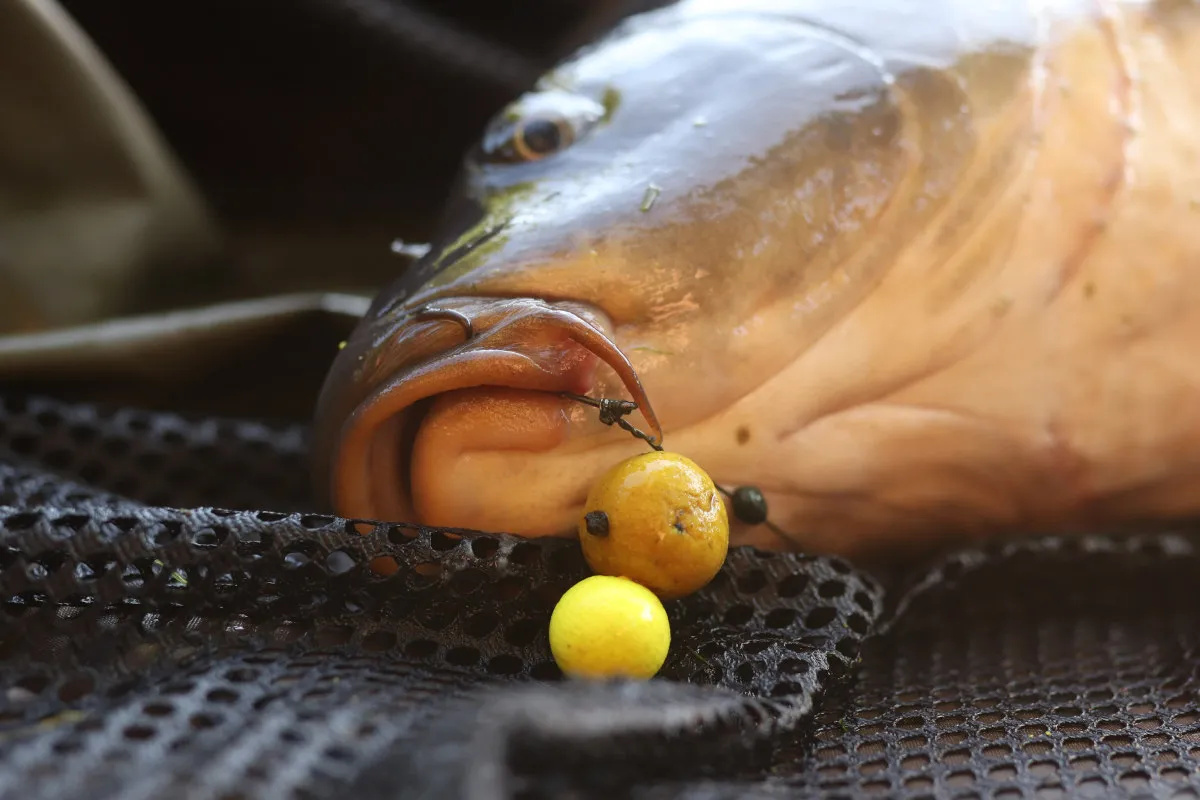 Karp na haczyku z kulkami proteinowymi, które mogą być skuteczną zanętą na karpia.
