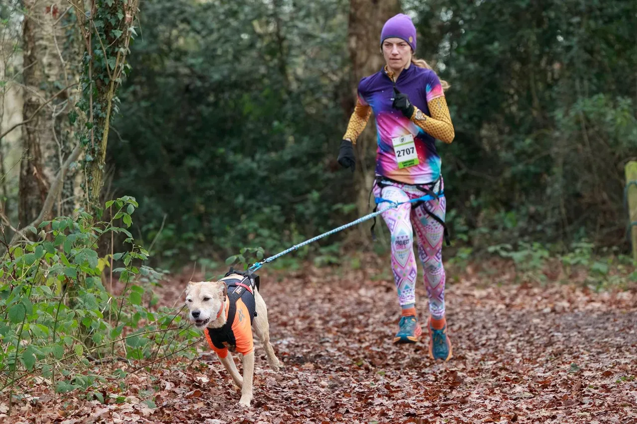 Kompletny sprzęt do canicrossu dla psa i biegacza
