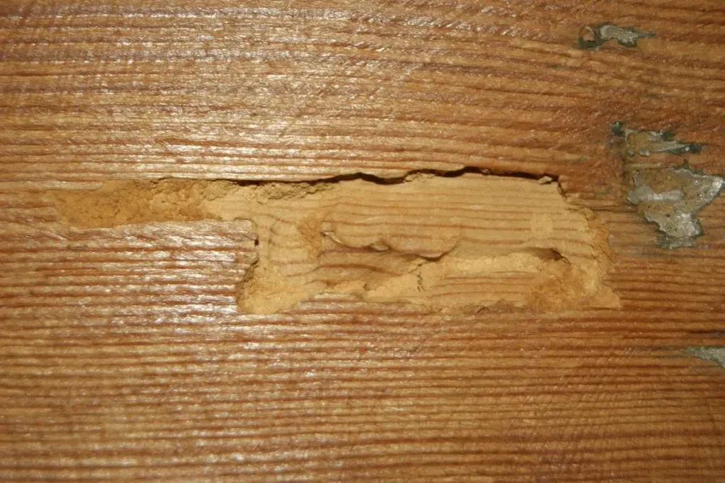 Objawy inwazji szkodników drewna na rzeźbie