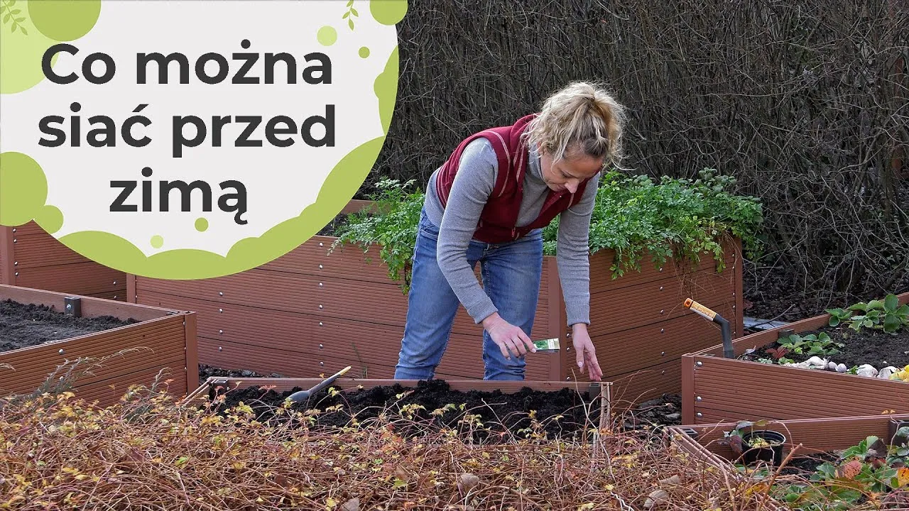 Zdjęcie Co można siać na zimę, aby cieszyć się wczesnymi plonami?