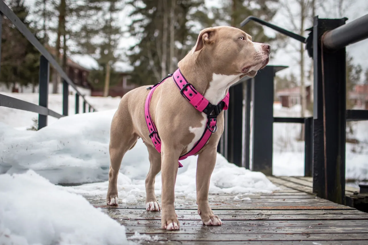 pies w dobrze dopasowanych szelkach trixie na spacerze