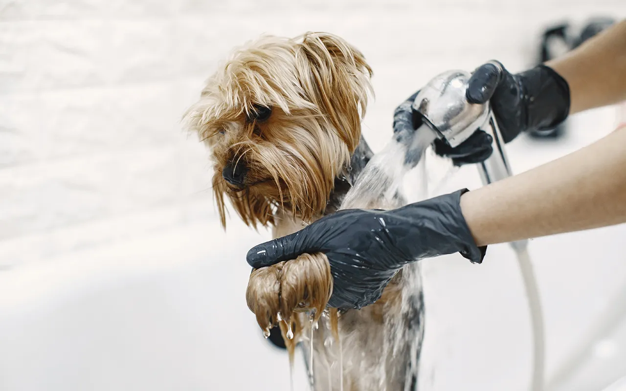Pielęgnacja włosa Yorkshire Terriera narzędzia