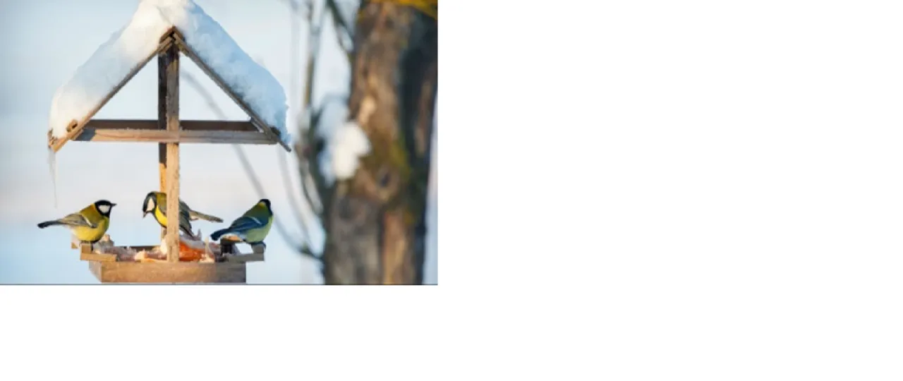 ptak w karmniku, dokarmianie ptaków