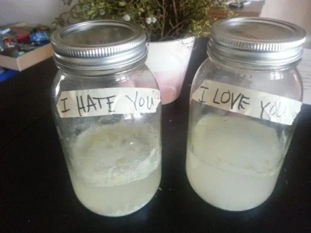 Eksperyment ryżu Masaru Emoto słoiki