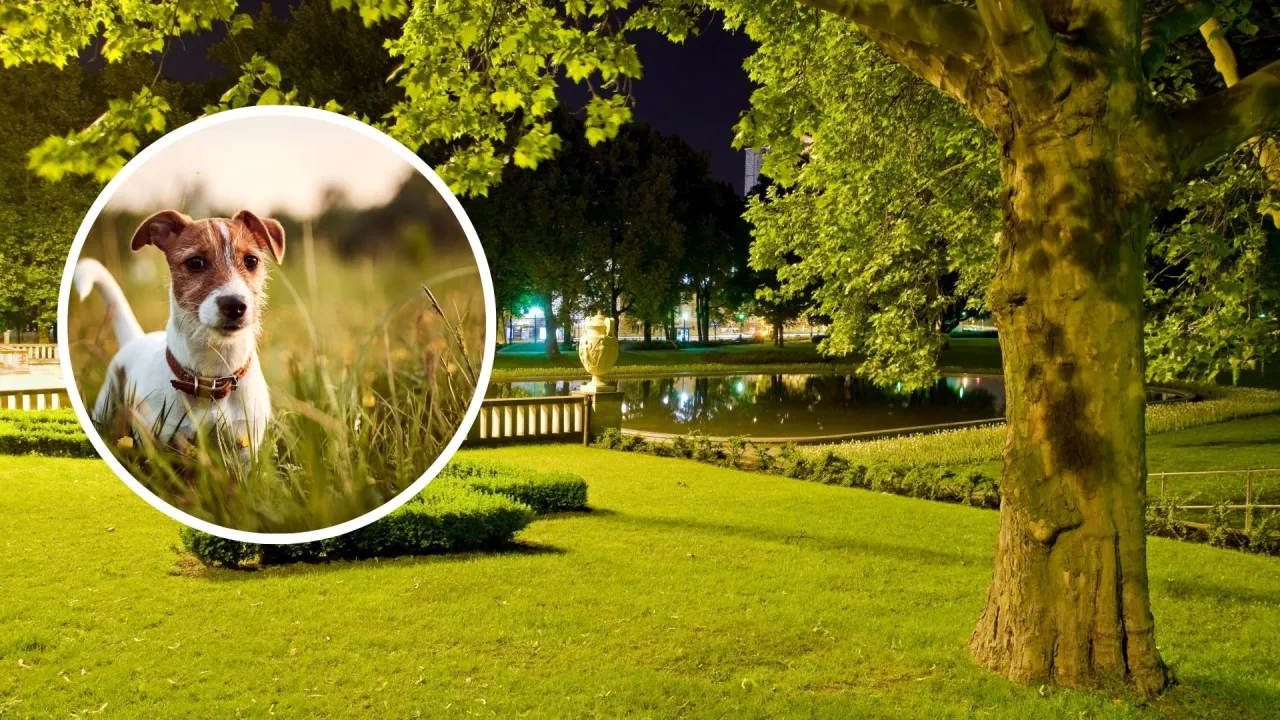 Zdjęcie Najlepsze miejsca na spacer z psem w okolicach Poznania