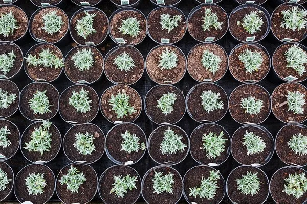 młode siewki lawendy w doniczkach