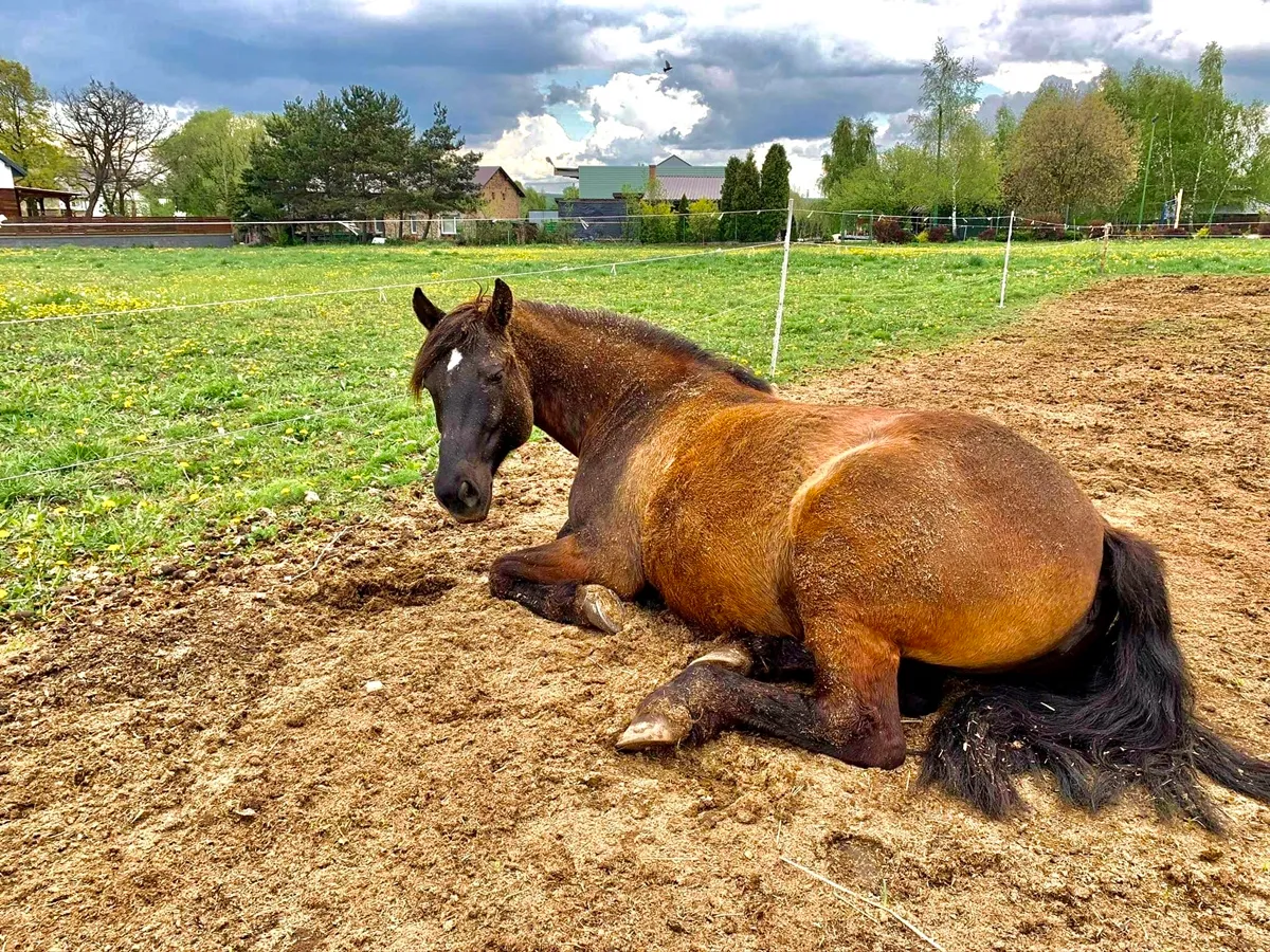 koń śpiący w stadzie