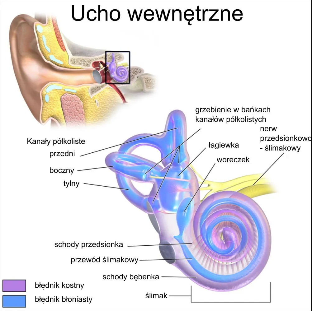 Anatomia ucha wewnętrznego błędnik
