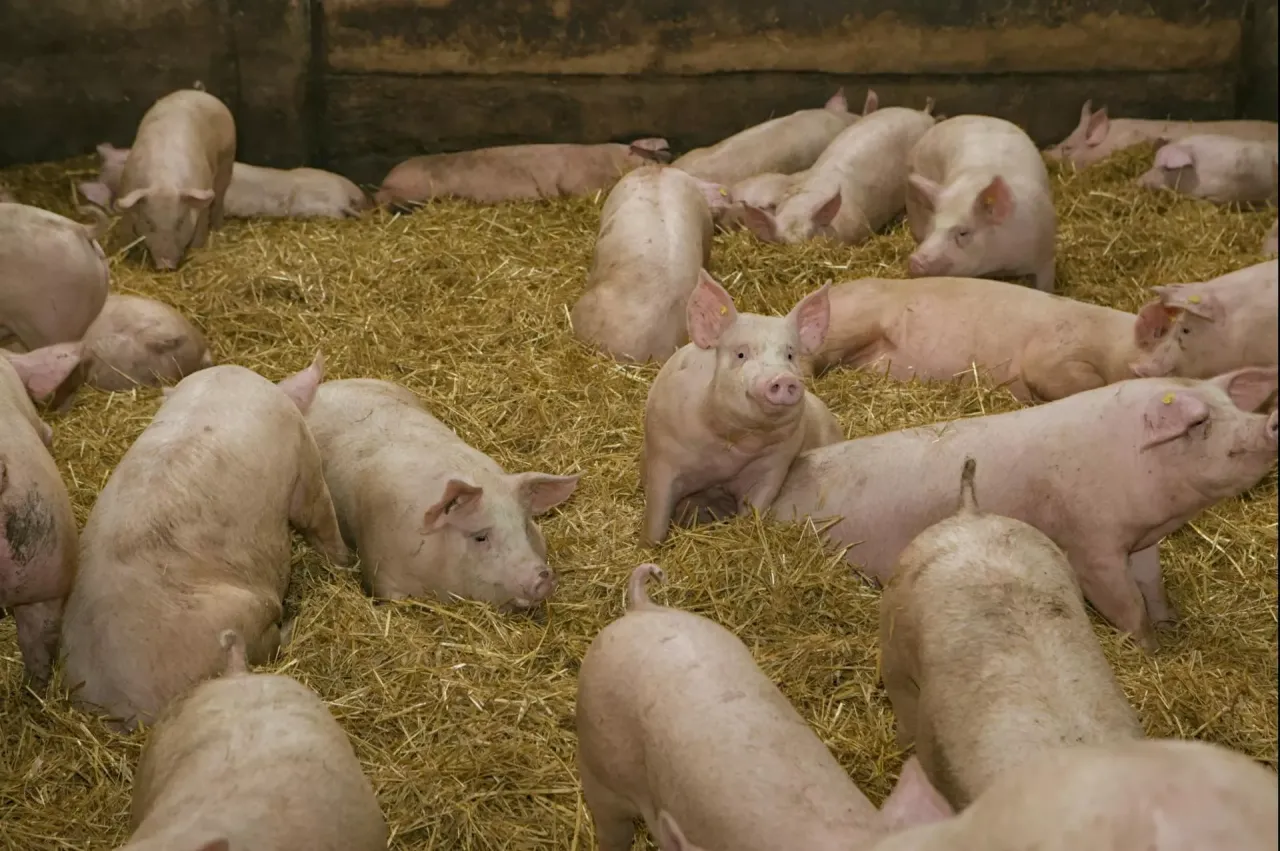 Wiele r&oacute;żowych świń leży na słomie w zagrodzie. Zastanawiasz się, czy można hodować świnie na własny użytek?