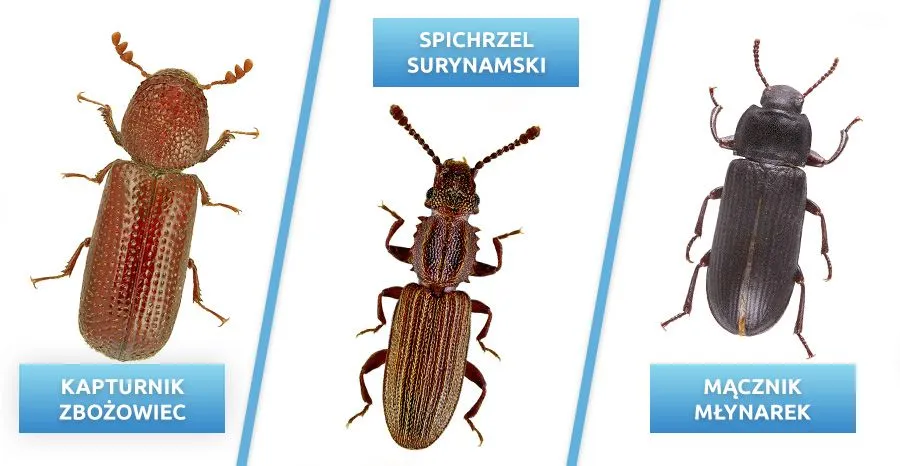 r&oacute;żne szkodniki domowe infografika