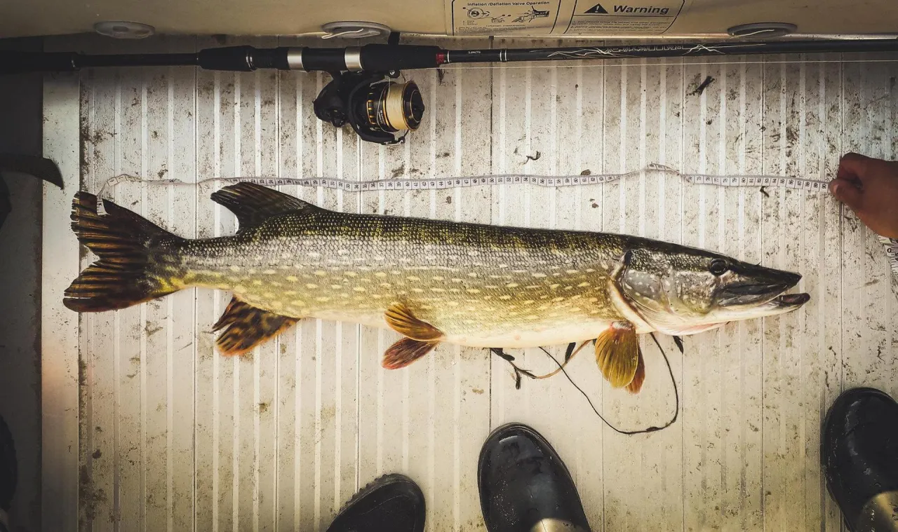 Szczupak, na jakie ryby jest teraz sezon, leży obok wędki i miarki.