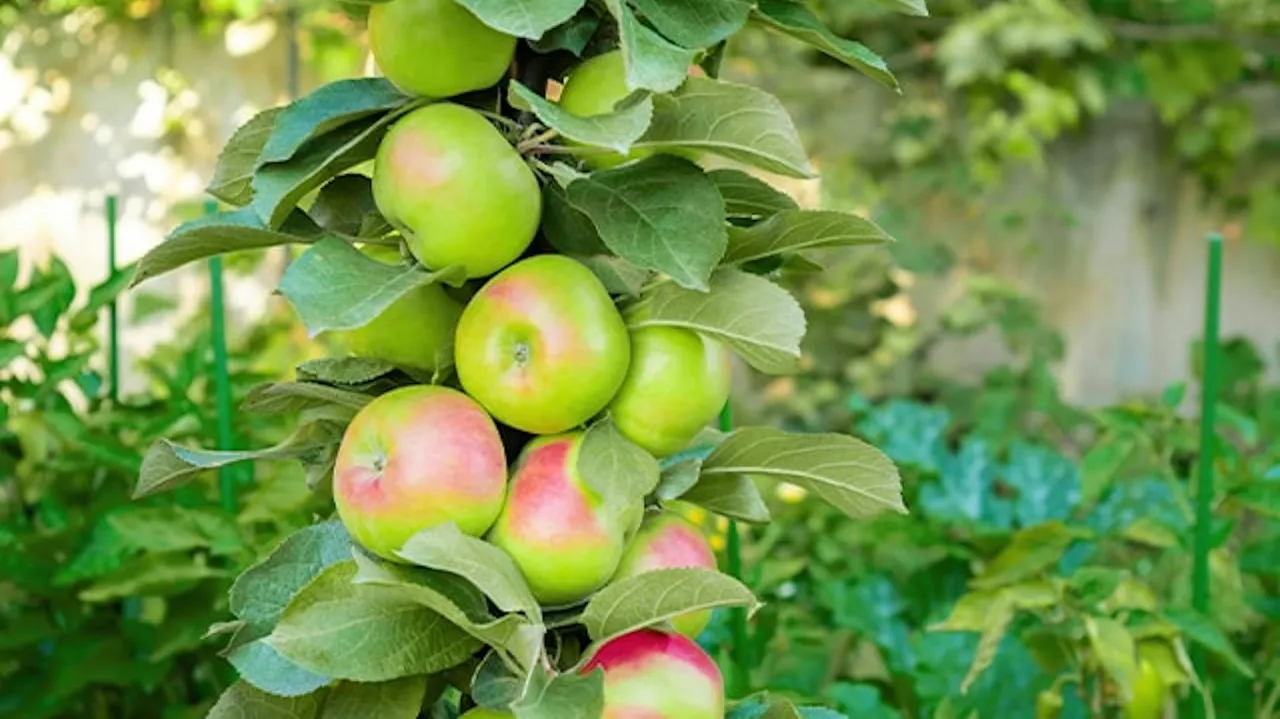 Jabłoń kolumnowa na balkonie, małe drzewko owocowe