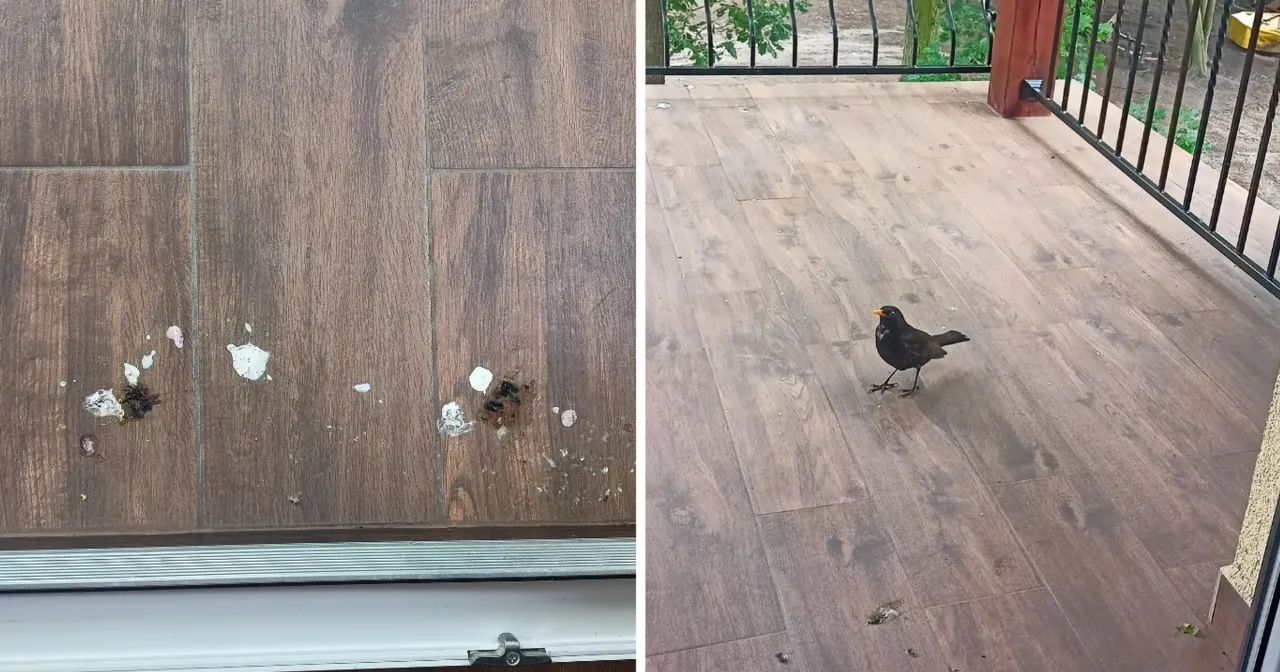 Choroby przenoszone przez ptaki grafika