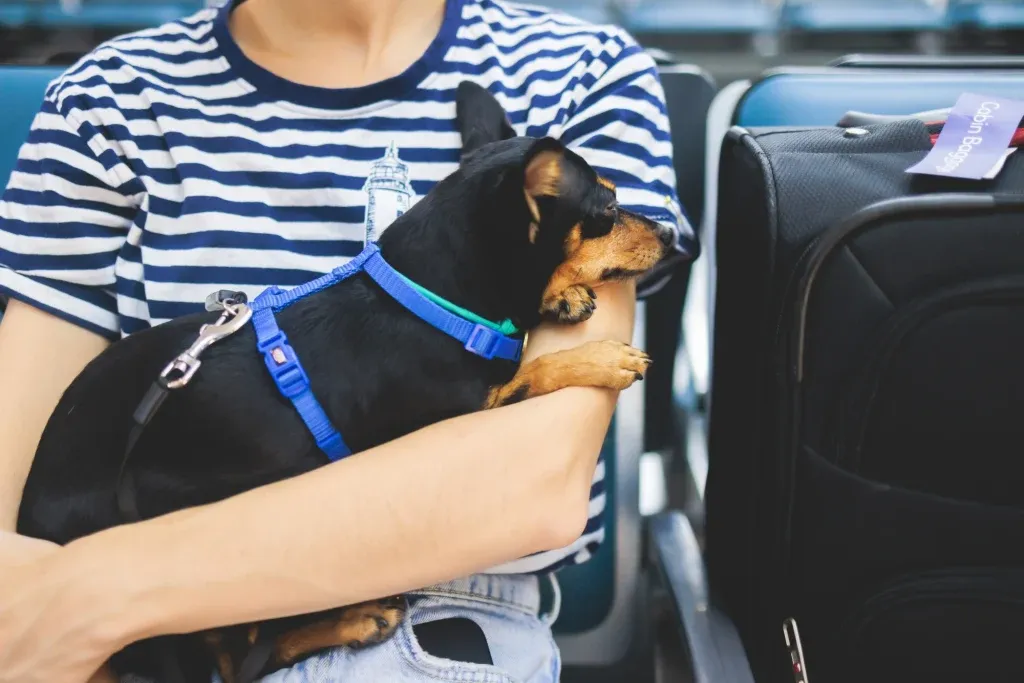 Zdjęcie Ile kosztuje bilet lotniczy dla psa? Sprawdź ceny i zasady przewozu