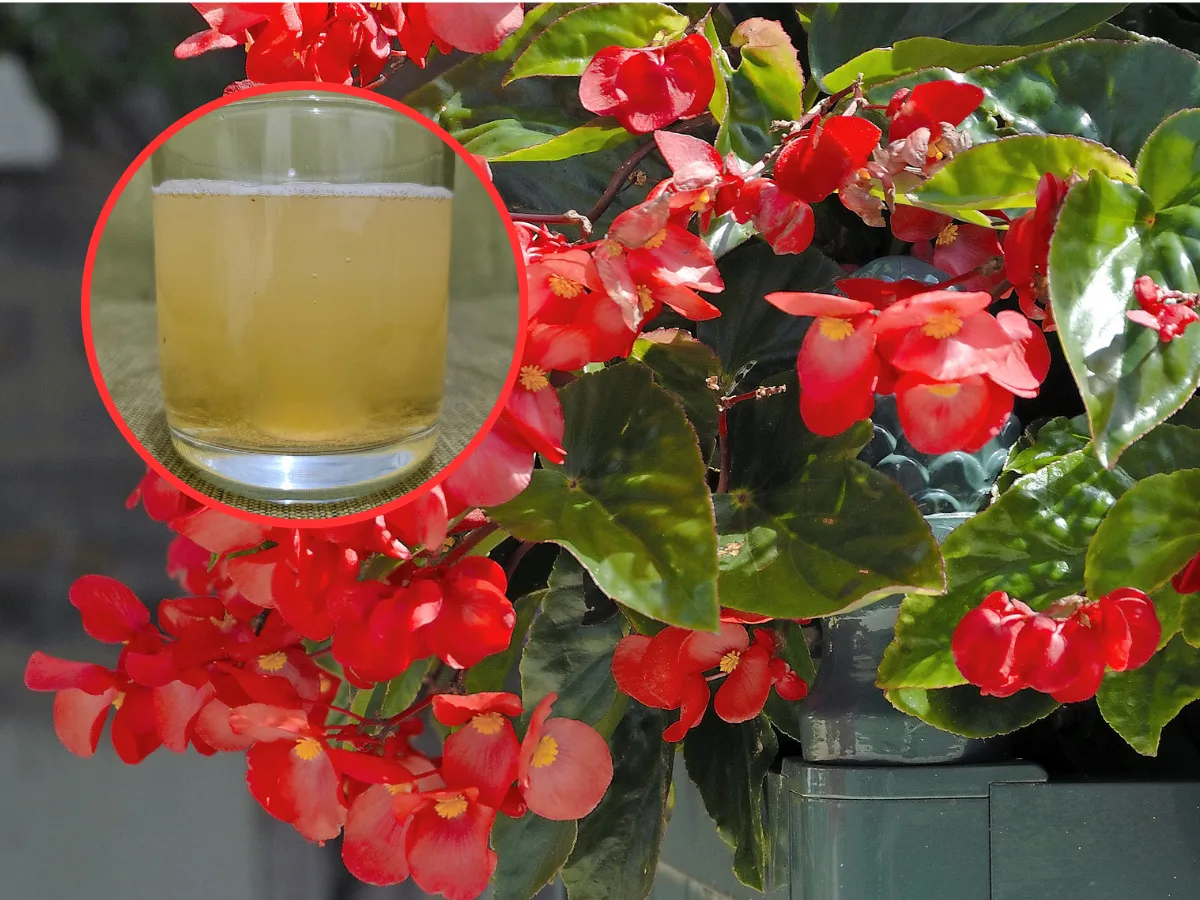 Zdjęcie Jakie nawozy są najlepsze dla begonii? Odkryj skuteczne rozwiązania