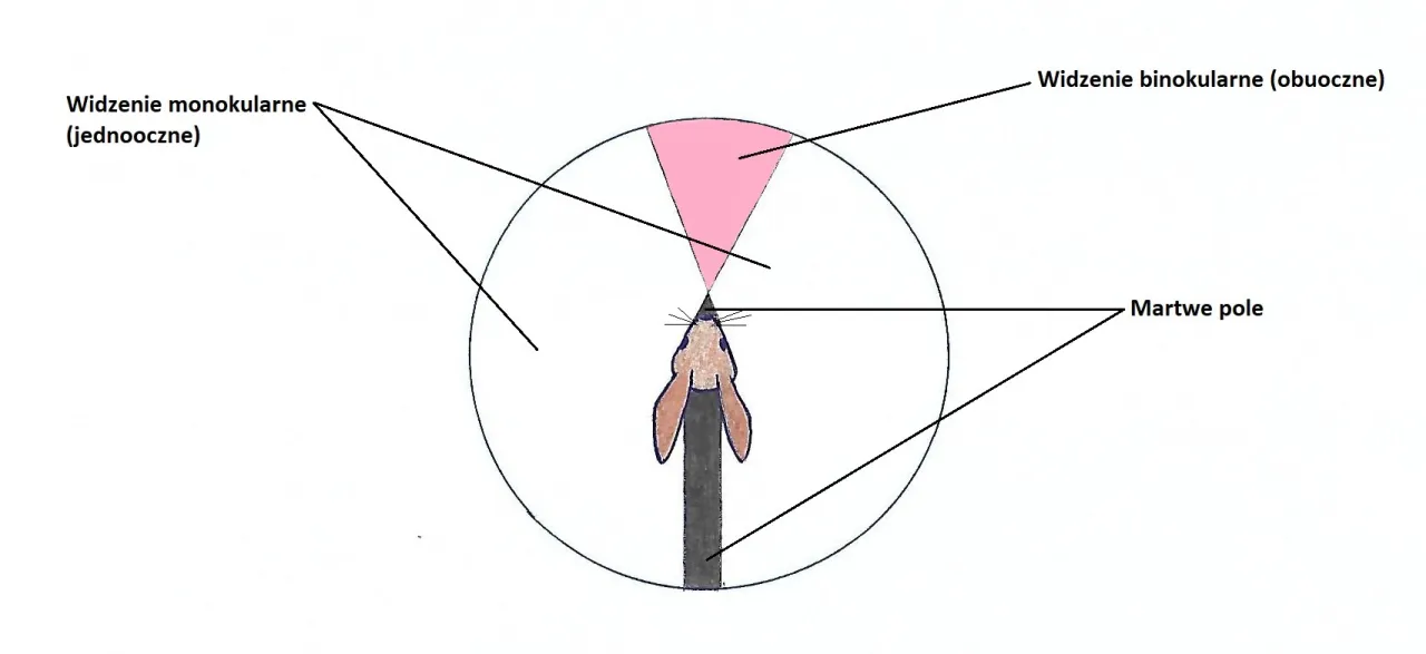 królik pole widzenia mapa