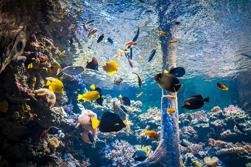 Akwarium Warszawskie ZOO