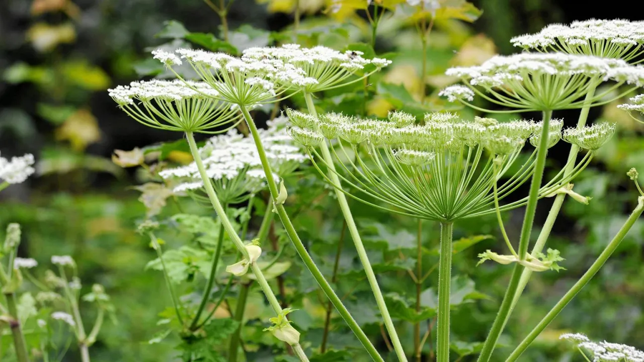 Chwasty selerowate w ogrodzie