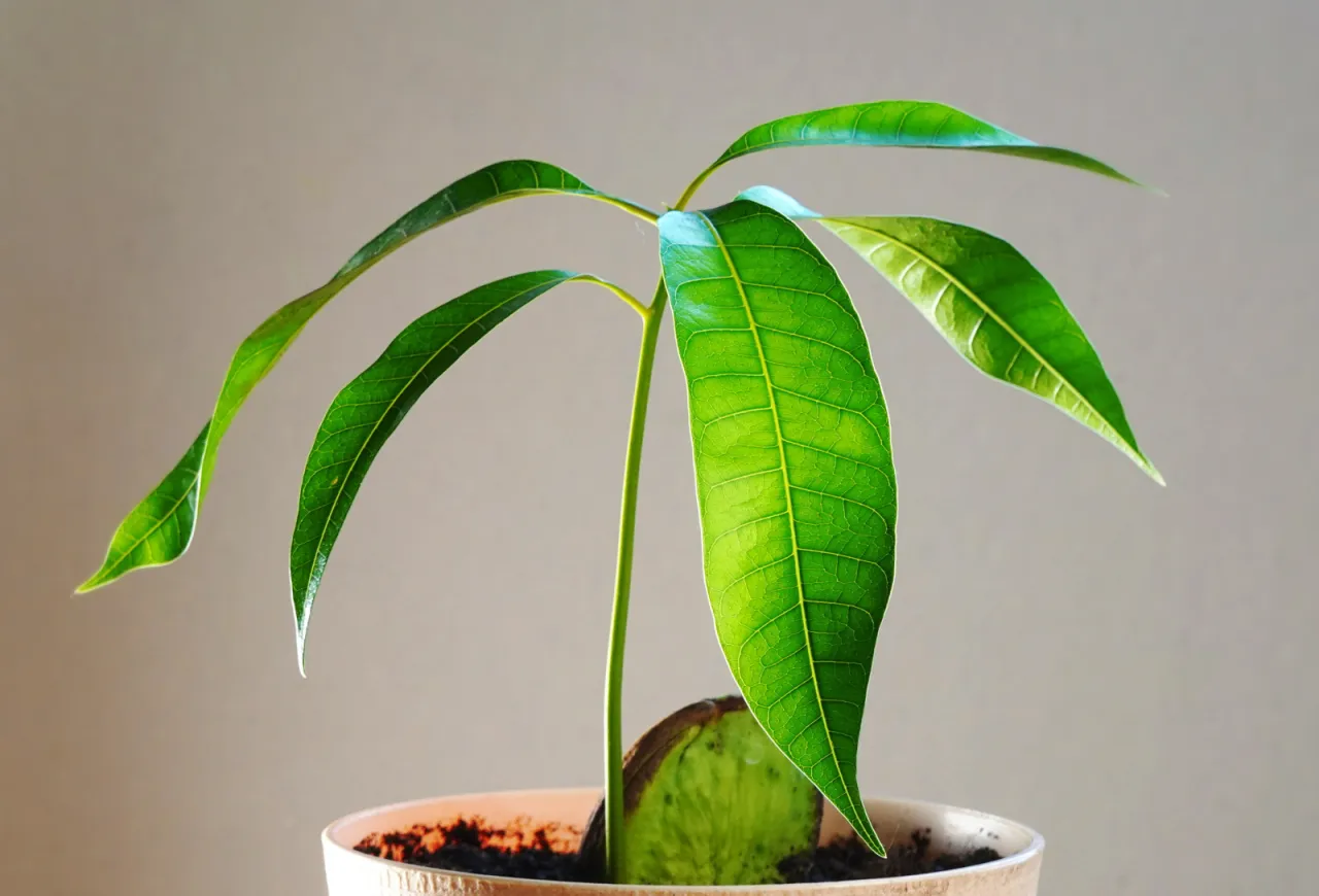 drzewko mango w doniczce z owocami