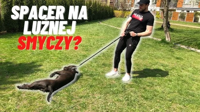 pies na luźnej smyczy spacer trening