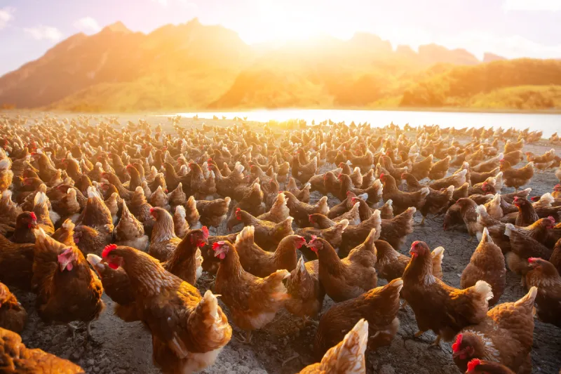 Kurczaki z wolnego wybiegu