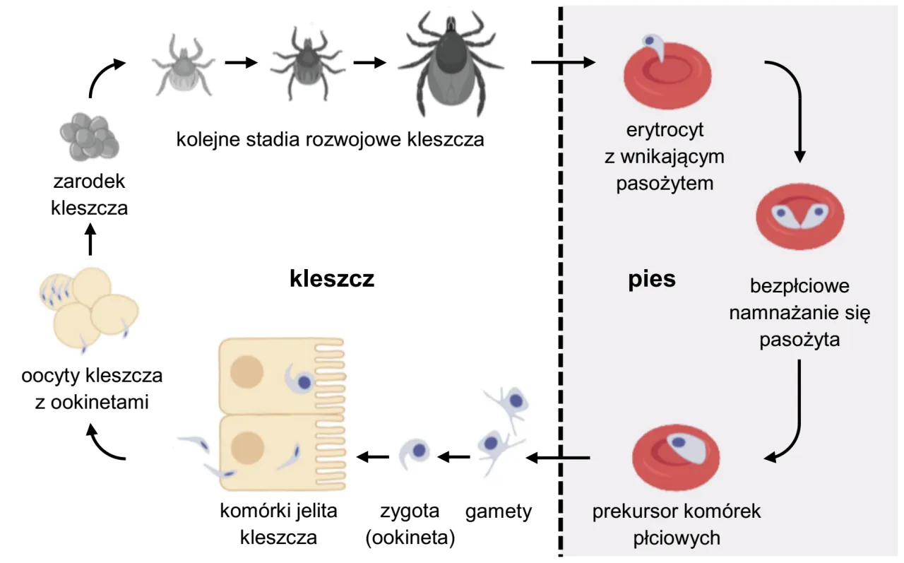 cykl rozwojowy kleszcza pospolitego