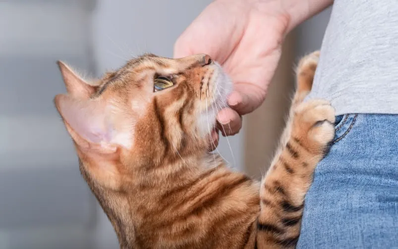 kotka w rui postawa lordoza