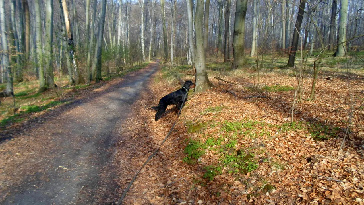 Lasek Wolski pies spacer jesień