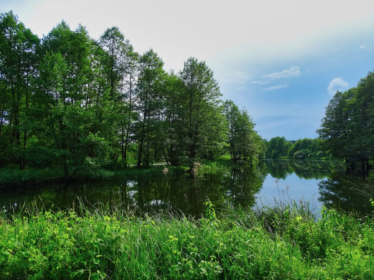 Zielony las odbija się w spokojnej wodzie. To malowniczy widok z rezerwatu przyrody Niebieskie Źr&oacute;dła.