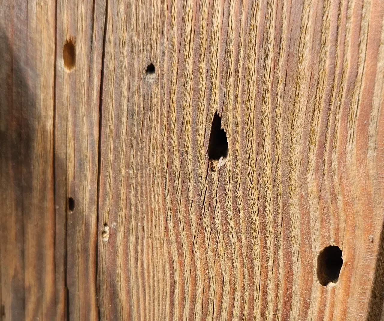 ślady szkodnik&oacute;w drewna w meblach dziurki mączka