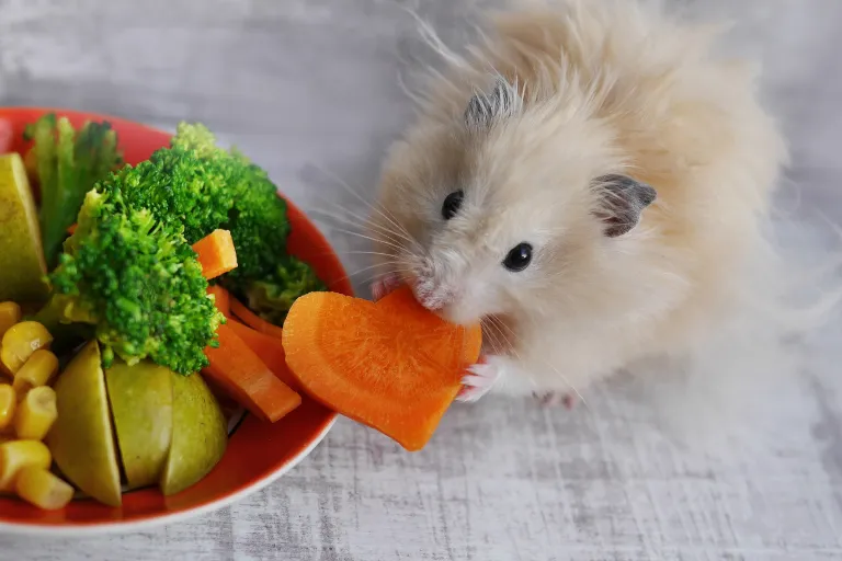 słodki chomik jedzący marchewkę