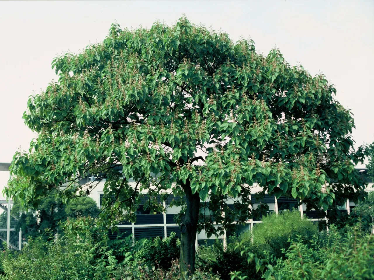 Paulownia drzewo korona