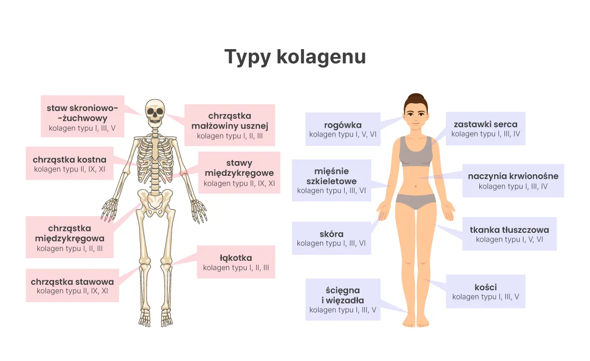 r&oacute;żne rodzaje kolagenu zastosowania