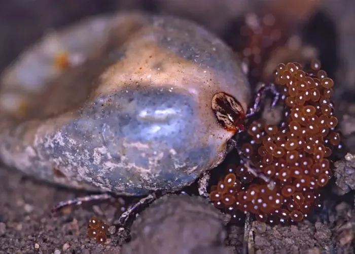 porównanie larwa nimfa dorosły kleszcz