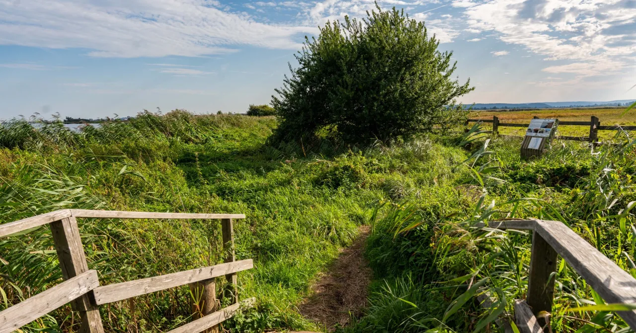 Ścieżka przez bujną zieleń prowadzi do tablicy informacyjnej w rezerwacie przyrody Beka. Drewniane ogrodzenie i drzewo tworzą malowniczy krajobraz.
