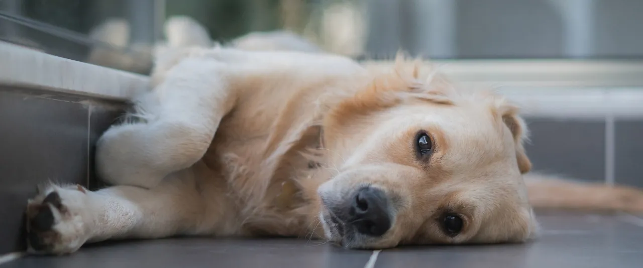 pies zestresowany objawy