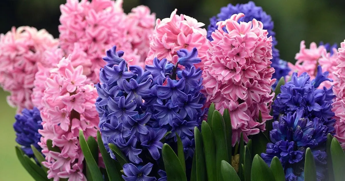 Hiacynt w doniczce i w ogrodzie