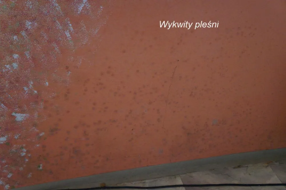 Zdjęcie Jak napisać pismo do spółdzielni mieszkaniowej w sprawie grzyba, aby skutecznie rozwiązać problem?