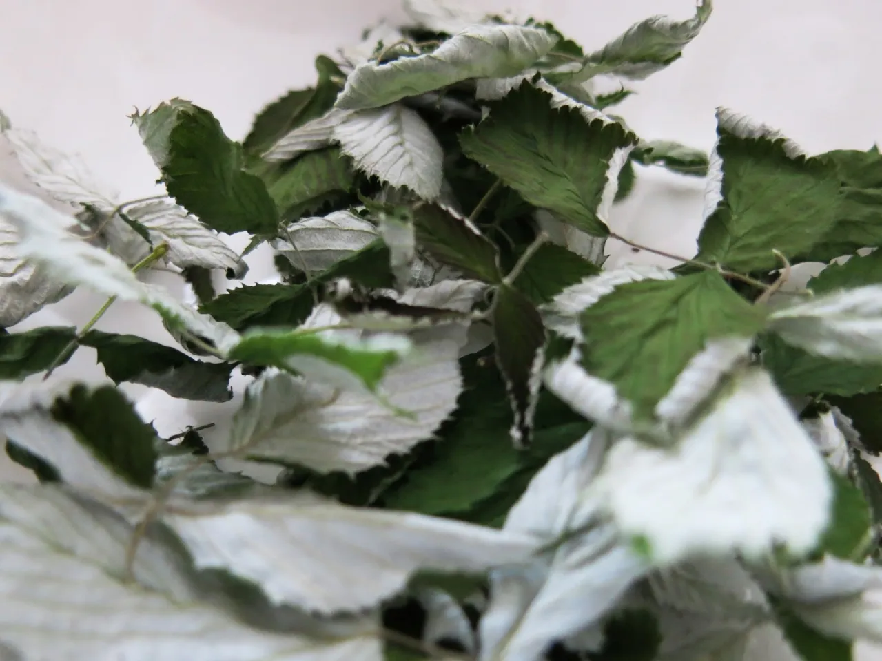 suszenie liści malin w domu