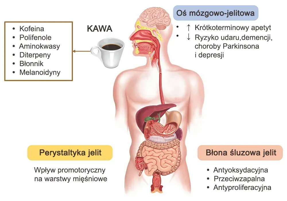 mechanizmy działania kawy na żołądek