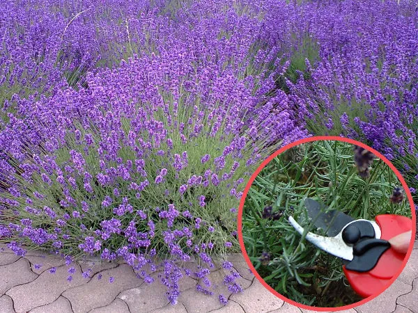 Zdjęcie Jak przycinać lawendę po zimie? Poradnik krok po kroku