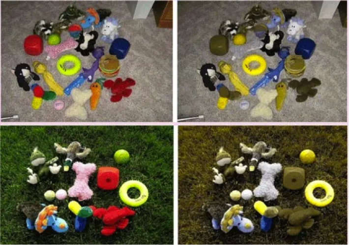 Jak widzi koń kolory porównanie do człowieka