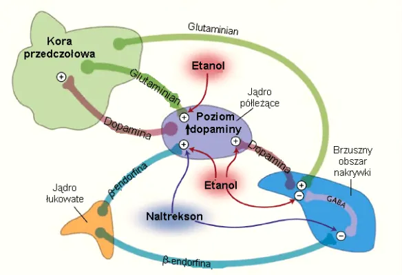 schemat działania alkoholu na neuroprzekaźniki