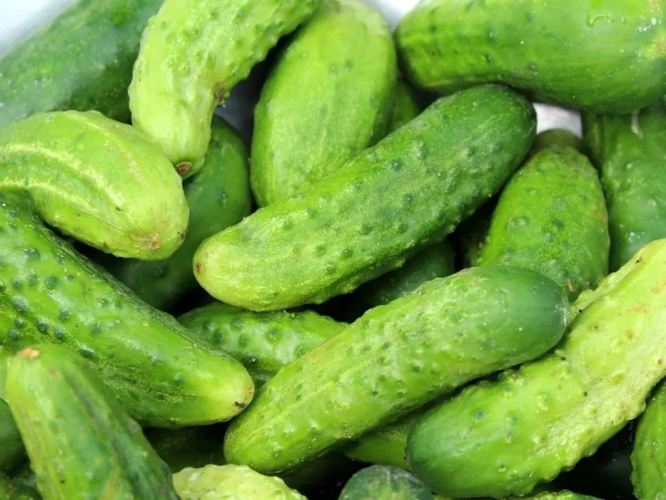 świeże og&oacute;rki do kiszenia vs zwiędnięte