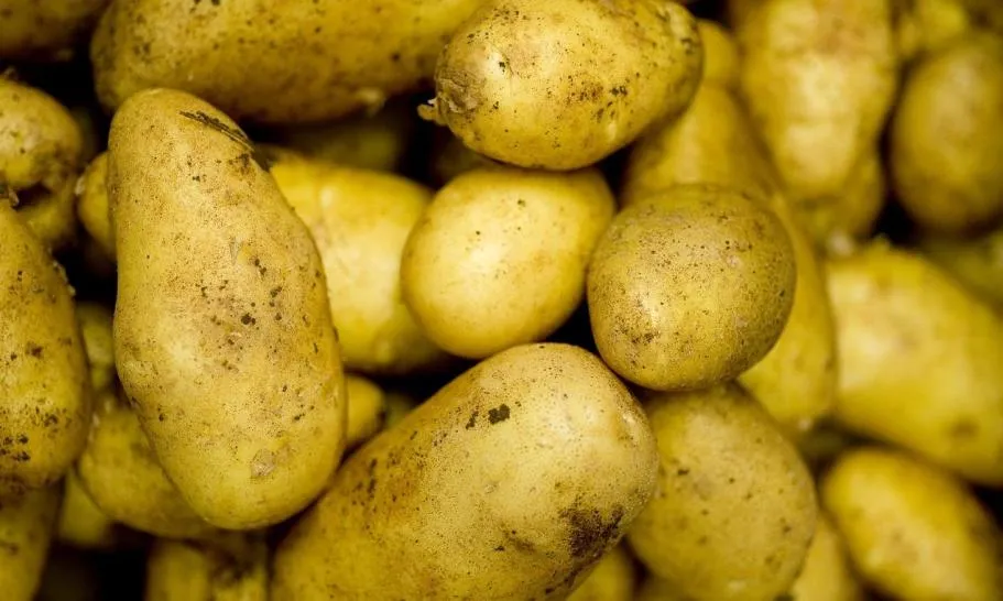Ziemniaki typ C mączyste odmiany