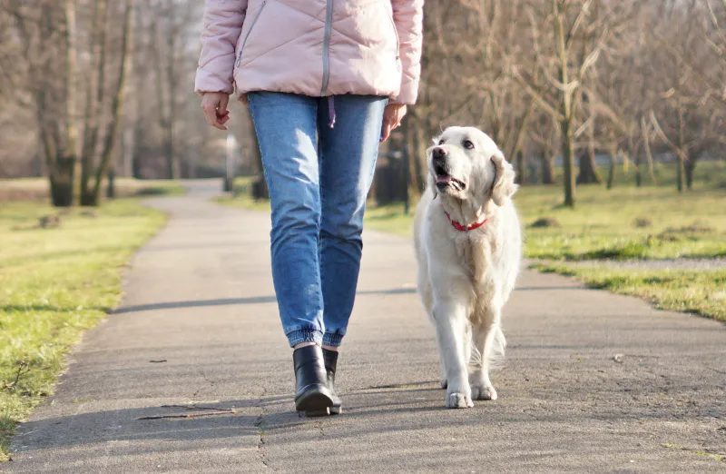 Golden Retriever w ruchu