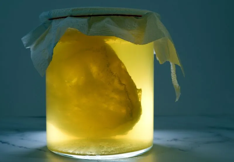 przechowywanie kombuchy w lodówce