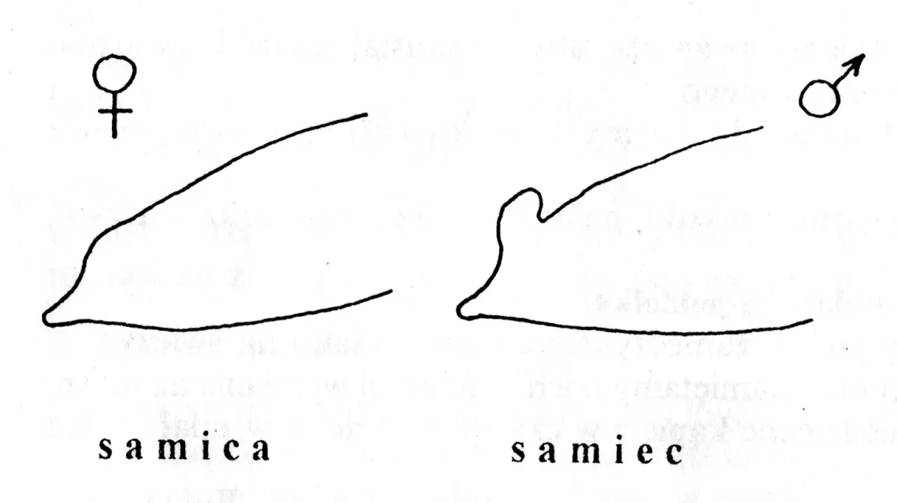 kanarek samiec i samica